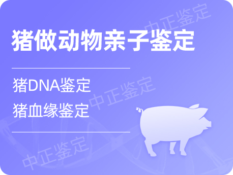 宁夏猪做动物亲子鉴定